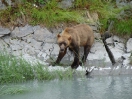 44-juli-jonge Grizzly-Kenai Peninsula